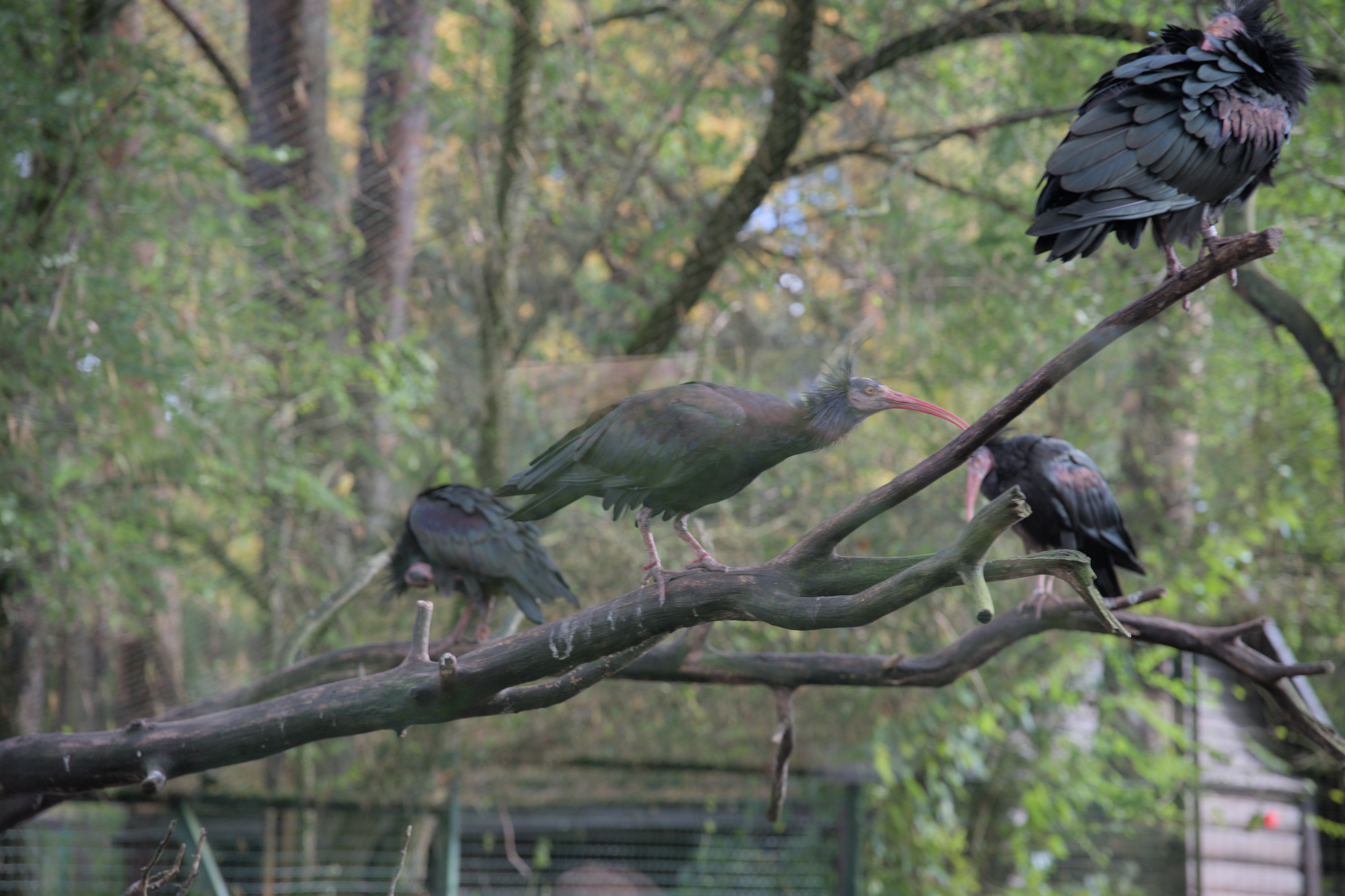 2025/10/12 - zoo/DSC_0027.jpg